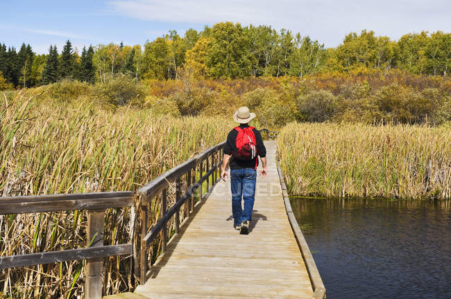 Visão traseira do caminhante masculino andando no Ominik Marsh Boardwalk, Riding Mountain National Park, Manitoba, Canadá — Fotografia de Stock
