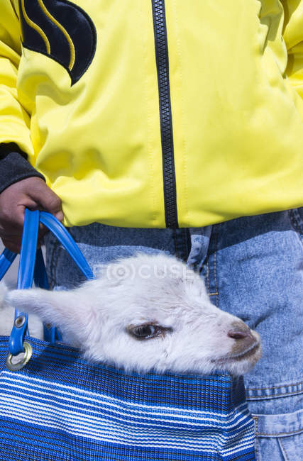 Close-up of white alpaca calf in bag carrying by child hand — Stock Photo