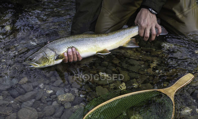 Pescador com truta de touro, Mitchell River, Cariboo Mountains, British Columbia, Canadá — Fotografia de Stock