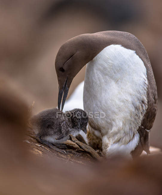 Guillemot commun avec poussin — Photo de stock