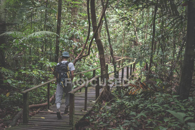 Backpacker explorando a majestosa selva do Parque Nacional do Kubah, West Sarawak, Bornéu, Malásia . — Fotografia de Stock