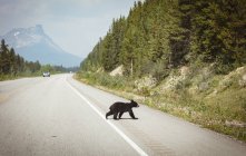 Oso joven caminando por una carretera en el campo, parque nacional Banff - foto de stock
