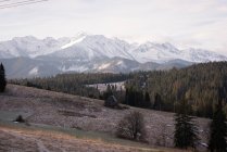 Nevados y pinos durante el invierno - foto de stock