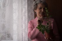 Старша жінка перевіряє рослину вдома — стокове фото