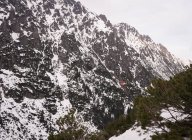 Schneebedeckte und Kiefern im Winter — Stockfoto