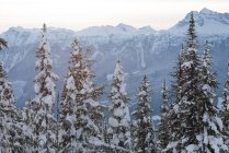 Neige couverte de pins et de montagnes en hiver — Photo de stock