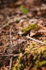 Gros plan sur la grenouille dans la forêt — Photo de stock