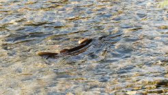 Belo rio com pedras de seixos em um dia ensolarado — Fotografia de Stock