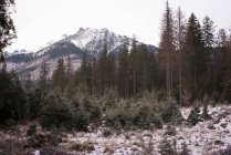 Innevati e pini durante l'inverno — Foto stock