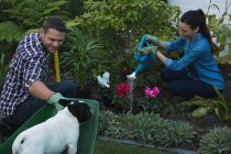 Junges Paar mit französischer Bulldogge pflanzt Blumen im Garten — Stockfoto