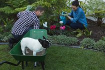 Young couple with french bulldog dog planting flowers in garden — Stock Photo