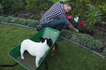 Uomo felice piantare una pianta in giardino — Foto stock