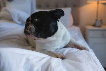 Primo piano del cane in camera da letto a casa — Foto stock