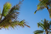 Пальми на пляжі в сонячний день — стокове фото