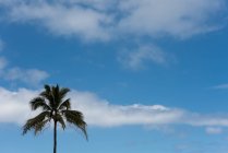 Palme gegen Himmel und Wolken an einem sonnigen Tag — Stockfoto