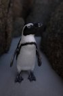 Primo piano del pinguino sulla spiaggia — Foto stock