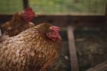 Nahaufnahme von Hühnern, die im Gehege grasen — Stockfoto