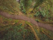 Aerial of path passing through the forest — Stock Photo