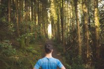 Vue arrière de l'homme debout dans la forêt par une journée ensoleillée — Photo de stock