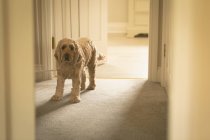 Собака, стоящая у двери дома — стоковое фото