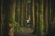 Rear view cyclist riding bicycle through lush forest — Stock Photo