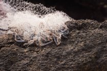 Fischernetz auf einem Felsen am Strand — Stockfoto