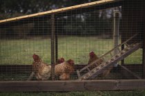 Hühnergruppe weidet im Gehege — Stockfoto