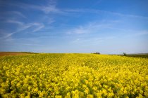 View of Mustard field on a sunny day — Stock Photo