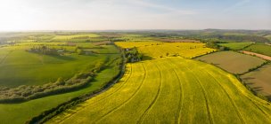 View of crops field on a sunny day — Stock Photo
