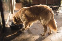 Labrador dog drinking water at home — Stock Photo