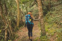 Vista posteriore di escursionista donna con zaino escursioni nella foresta — Foto stock