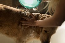 Chica limpiando un perro en el baño en casa - foto de stock