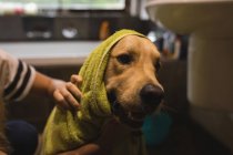 Girl cleaning a dog in bathroom at home — Stock Photo