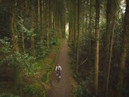 Cyclist in sportswear riding bicycle through lush forest — Stock Photo