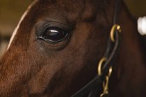 Close-up de cavalo no rancho — Fotografia de Stock