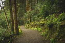 Pista vuota che passa attraverso una foresta lussureggiante — Foto stock