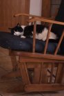 Cat si rilassa su una sedia a casa — Foto stock