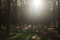 La lumière du soleil se répand dans la forêt le matin — Photo de stock