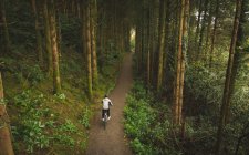 Aerea del ciclista in bicicletta attraverso una foresta lussureggiante — Foto stock