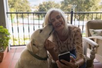 Домашняя собака целует счастливую пожилую женщину дома — стоковое фото