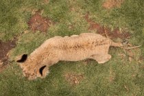 Sopra la testa del cucciolo di leone che cammina nel parco safari — Foto stock