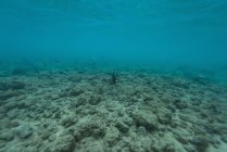 Peces salvajes nadando por los arrecifes de coral bajo el mar - foto de stock