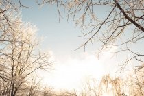 Árvore nua contra a luz solar brilhante — Fotografia de Stock