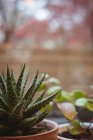 Крупним планом алое вера в рослинному горщику в домашніх умовах — стокове фото