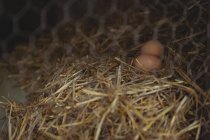 Primer plano de huevos marrones en el nido - foto de stock