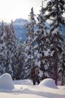 Frau spaziert auf schneebedeckter Landschaft im Kiefernwald — Stockfoto
