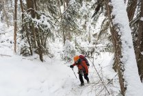 Mulher alpinista caminhando na floresta nevada durante o inverno — Fotografia de Stock