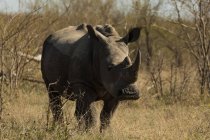 Rinoceronte nel parco safari in una giornata di sole — Foto stock