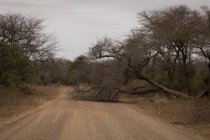 Arbre tombé sur la route vide dans le parc safari — Photo de stock