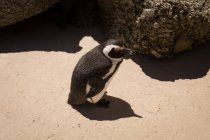 Vista de alto ângulo do pinguim na praia em um dia ensolarado — Fotografia de Stock